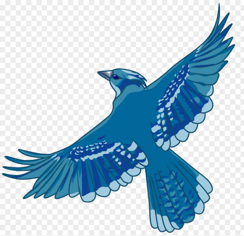 Bird Beak Of Prey Cobalt Blue Feather PNG