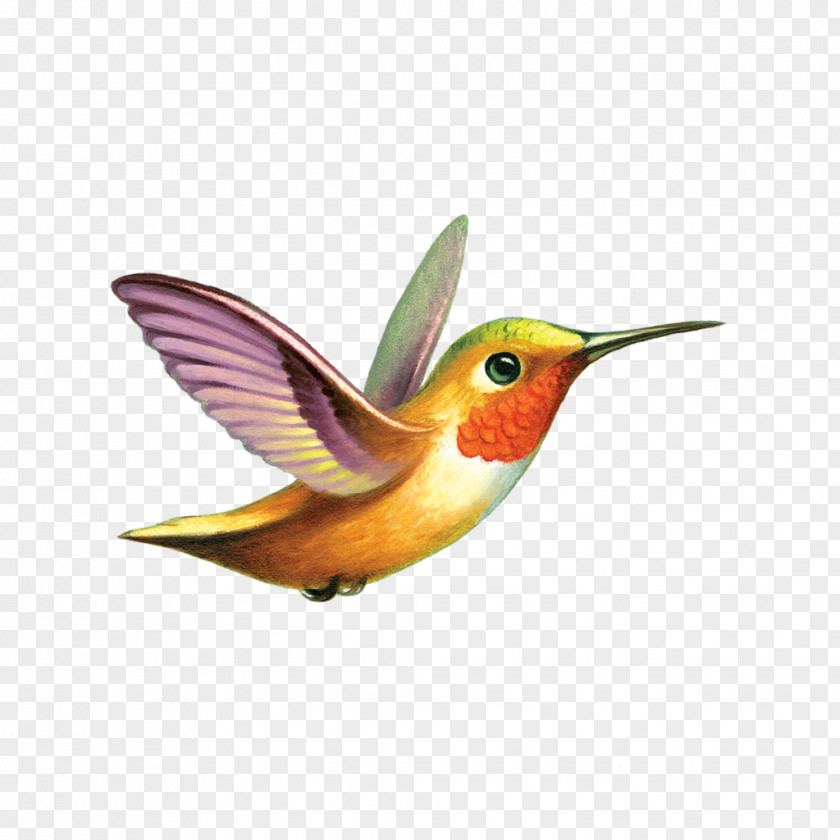 Bird Ruby-throated Hummingbird Tattly Tattoo PNG