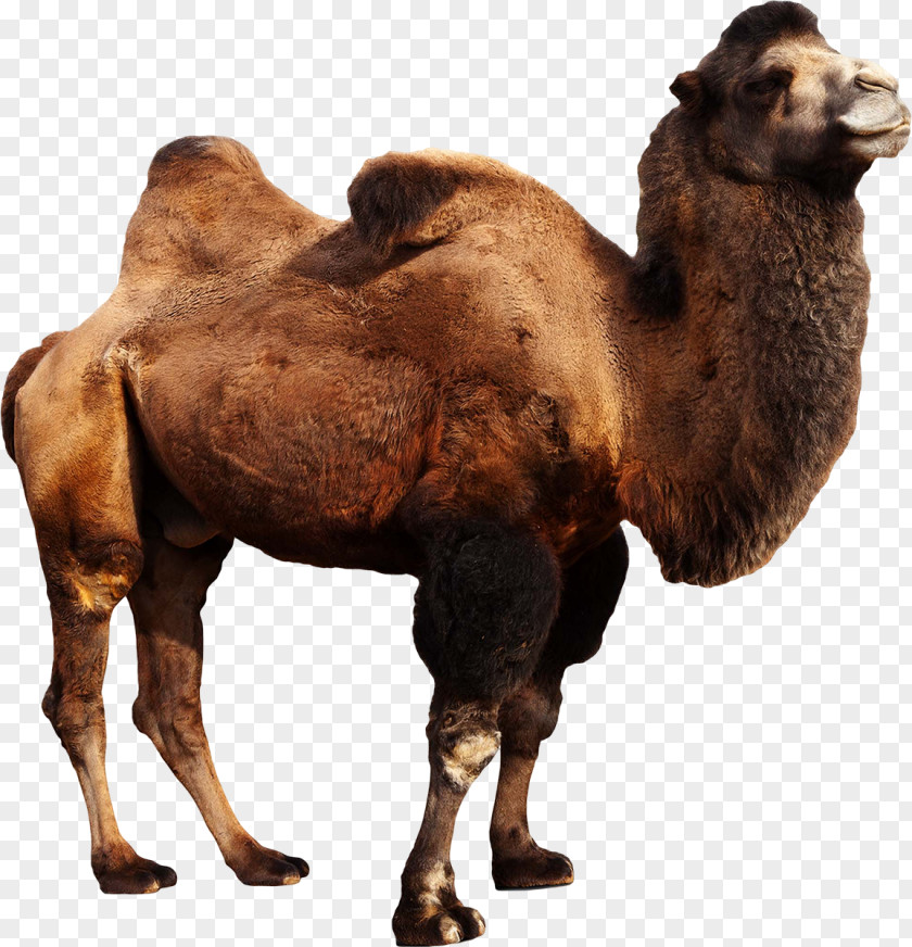 Camel Wild Bactrian Dromedary Stock Photography Camelops PNG