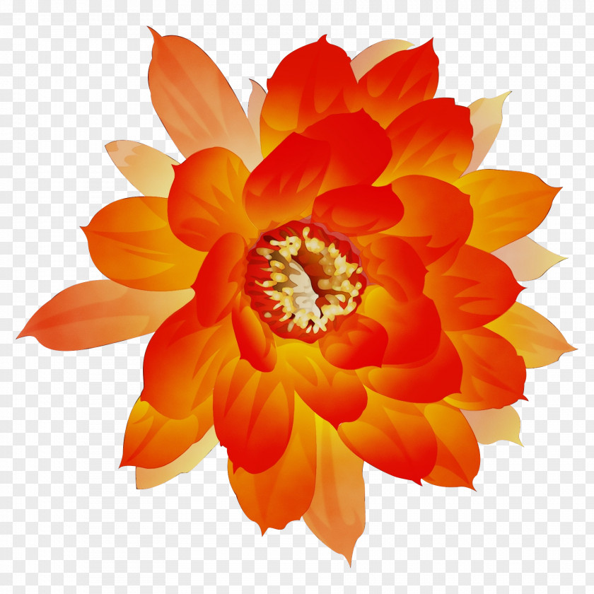 Dahlia Annual Plant Cut Flowers Petal Flower PNG