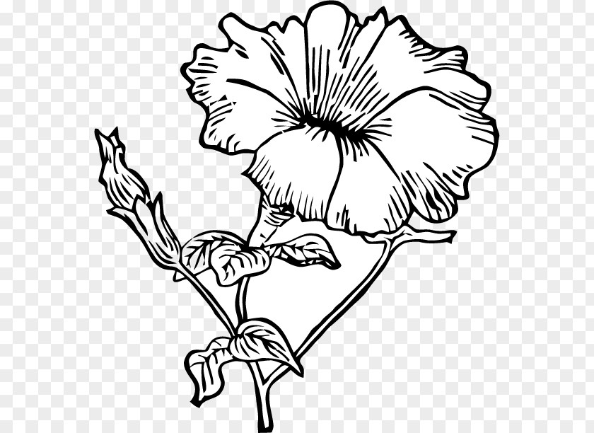 Pea Drawing Line Art Flower Petunia Clip PNG