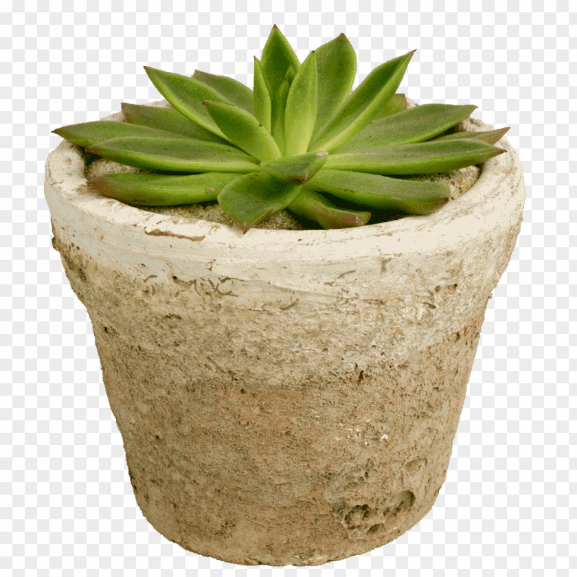 Purple Succulents Succulent Plant Agave Flowerpot PNG