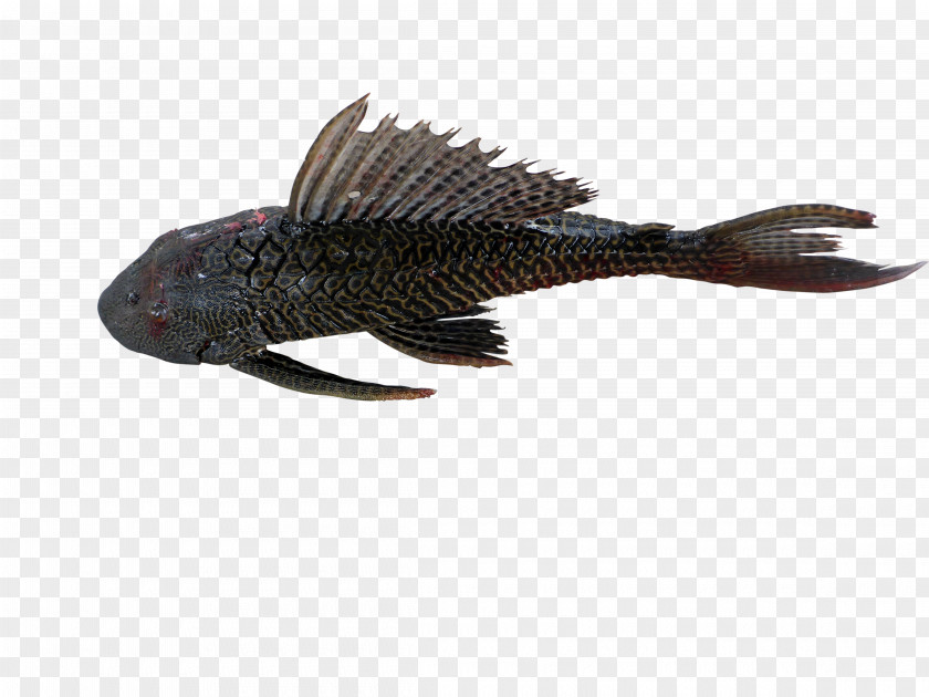 Fish Amazon Sailfin Catfish Acari Armored Catfishes PNG