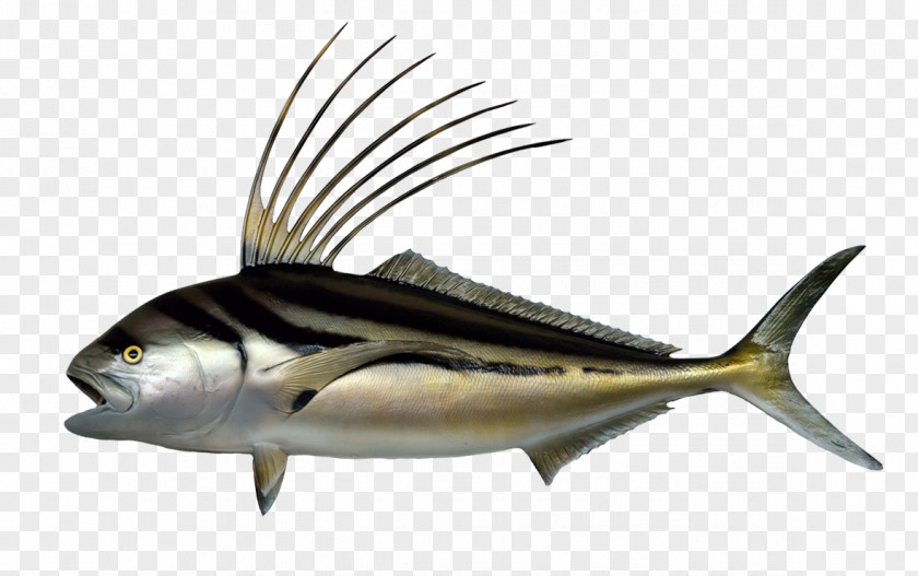 Fish Roosterfish Water Atlantic Blue Marlin PNG