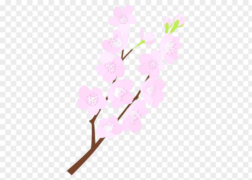 Floral Design Cherry Blossom Cut Flowers Plant Stem PNG