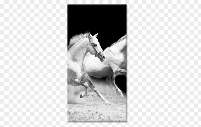 Horse Black And White Picture Frames Painting Animal PNG