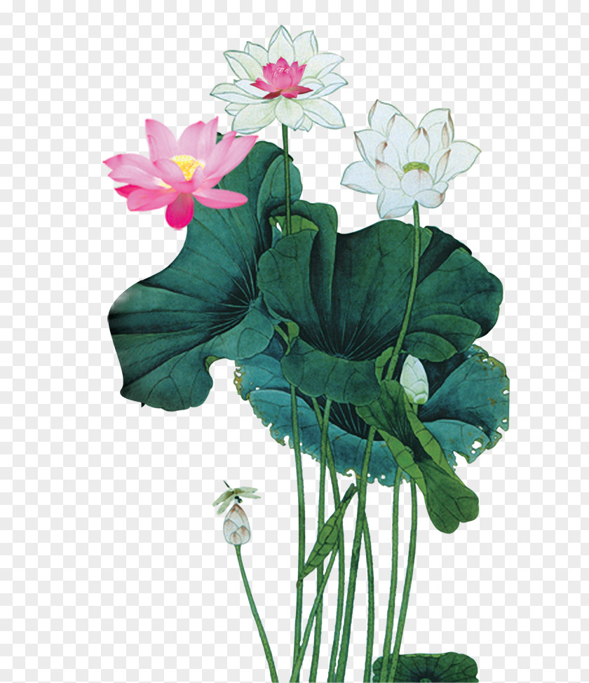 Lotus China Chinese Painting Goddess Nelumbo Nucifera PNG