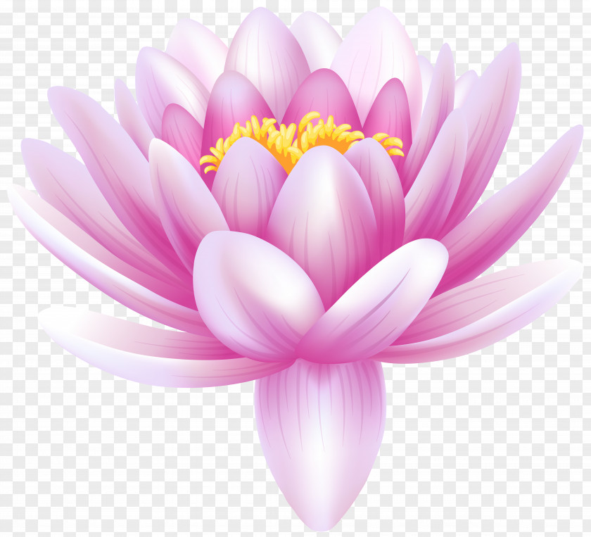 Water Lily Cliparts Arum-lily Nymphaea Alba Lilium Clip Art PNG