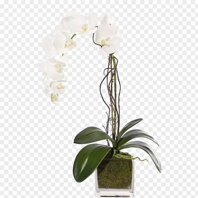 Clean Glassware Moth Orchids Cut Flowers Floral Design PNG