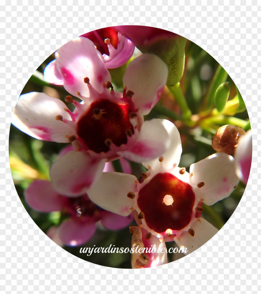 Flower Plant Chamelaucium Uncinatum Myrtle Family Flores De Corte PNG