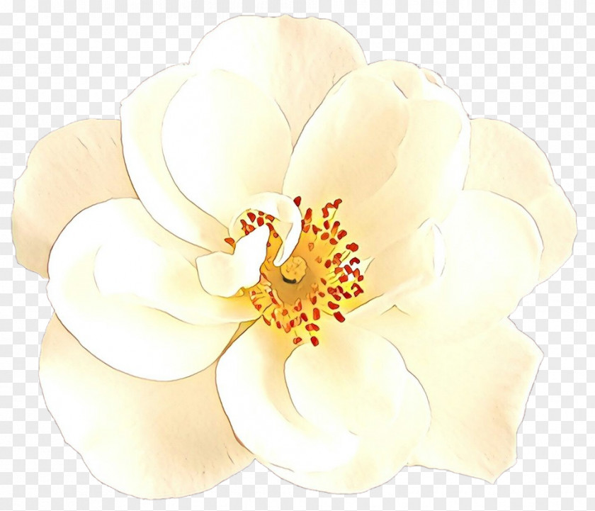 Magnolia Family Blossom White Petal Flower Plant Flowering PNG