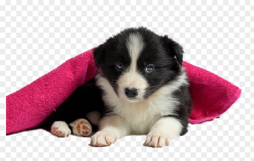 Puppy Rough Collie Rottweiler Border Morkie PNG