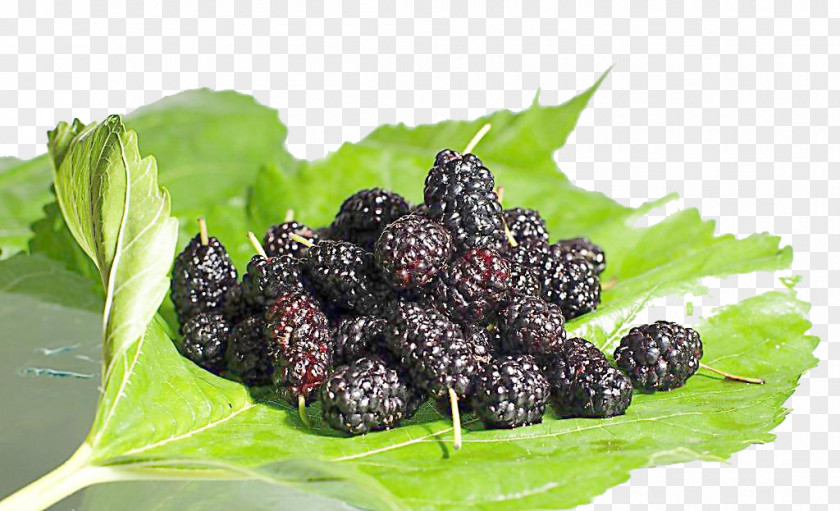 Purple Berries Frutti Di Bosco Black Mulberry Fruit Seed Food PNG