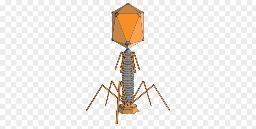 Bacteriofag Bacteriophage Virus Bacteria Lambda Phage Therapy PNG