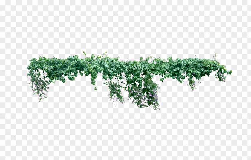 Creeper Vine Plant Liana Tree PNG