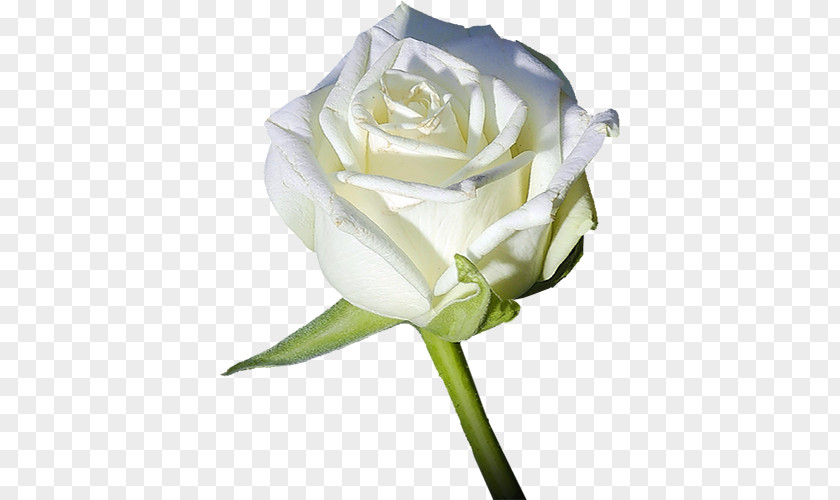 Flower Garden Roses Light White PNG