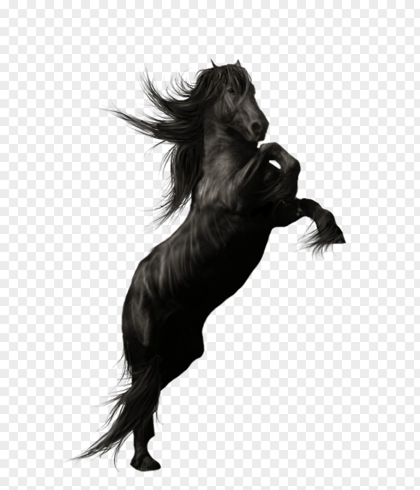 Friesian Horse Andalusian American Quarter Stallion PNG