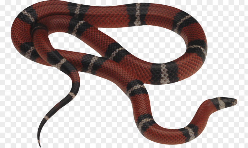 Snake Snakes Corn Milk Constriction PNG