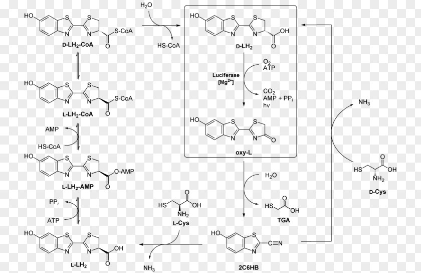 Structural Formula Organic Chemistry Drawing Chemical PNG