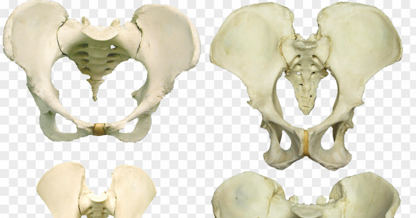 Tweedle Dee Bone Human Tooth Ear PNG