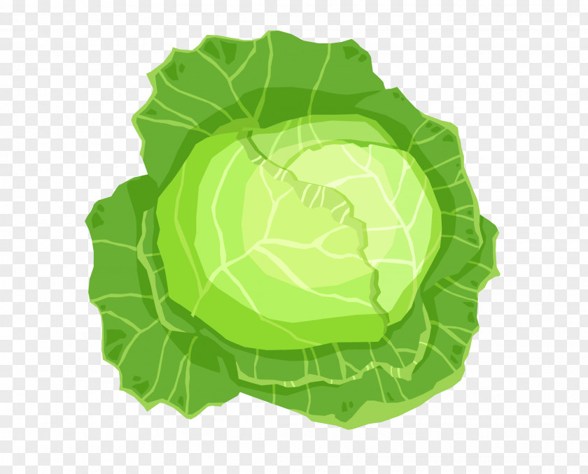 Vector Cabbage Leaves Leaf Vegetable PNG