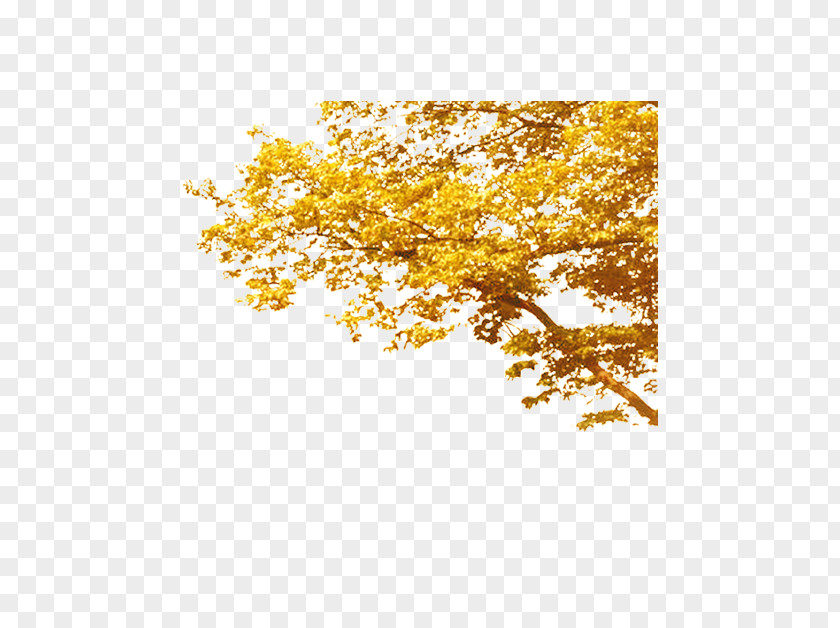 Yellow Autumn Tree Deciduous Computer File PNG
