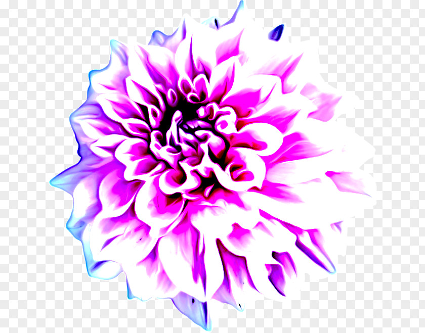 Aster Daisy Family Floral Design PNG