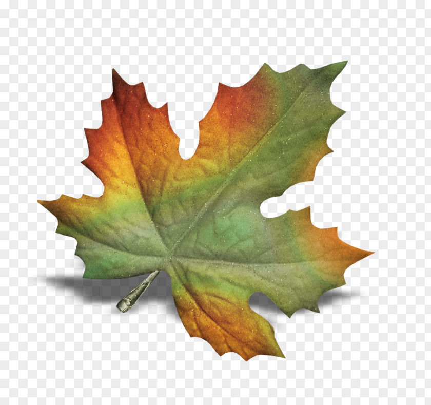 Autumn Leaves POINT CEDRIC INFORMATIQUE Leaf PNG