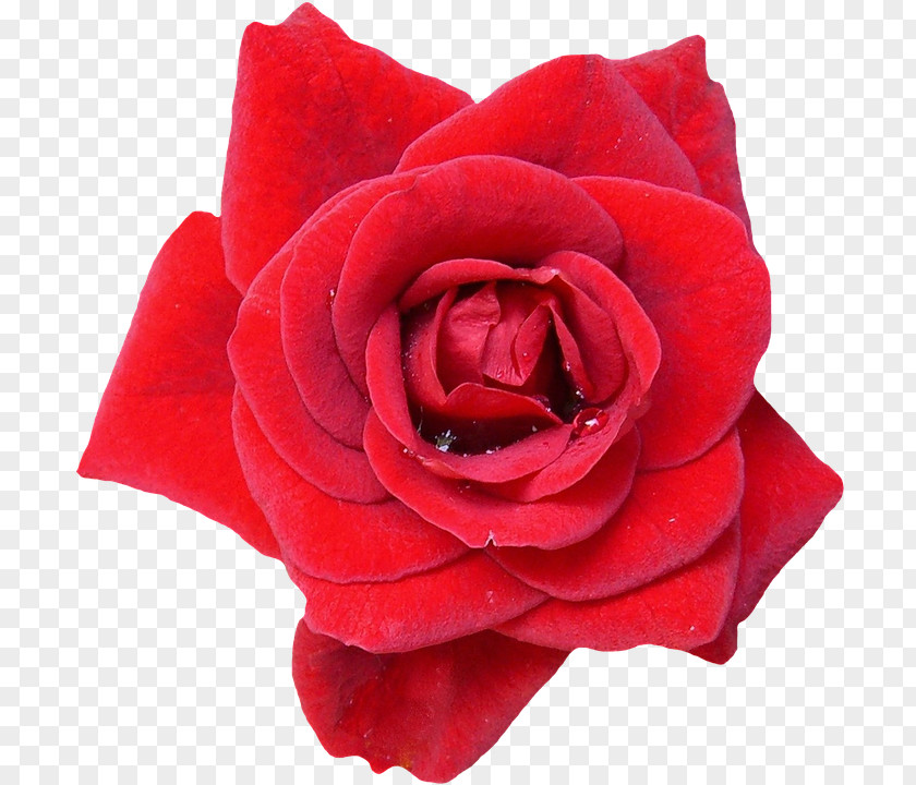 Download Flower Garden Roses Desktop Wallpaper Image Photograph PNG