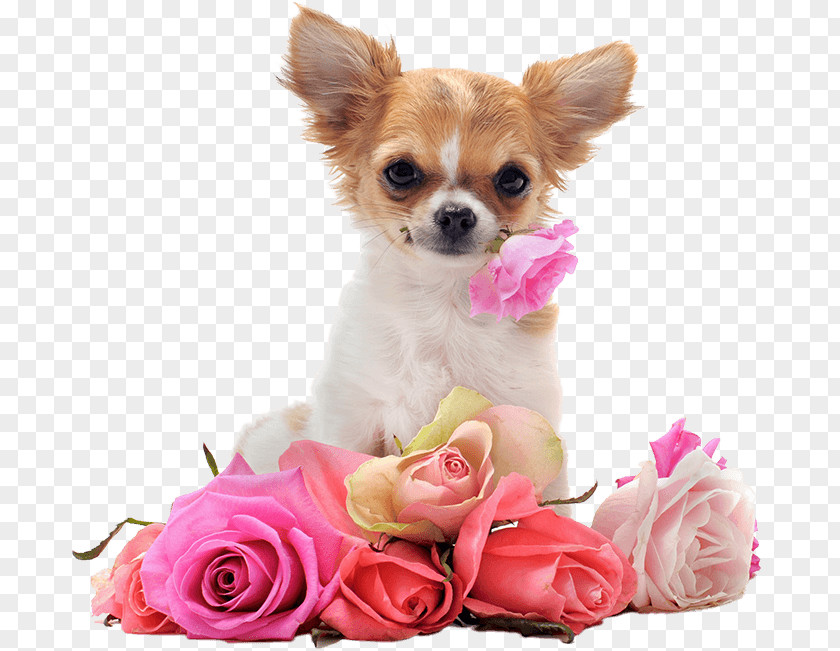 Lovely Puppy Chihuahua Dachshund Yorkshire Terrier Desktop Wallpaper PNG