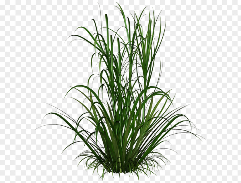 Tracelium Faux Ornamental Grass Clip Art Grasses Plant PNG