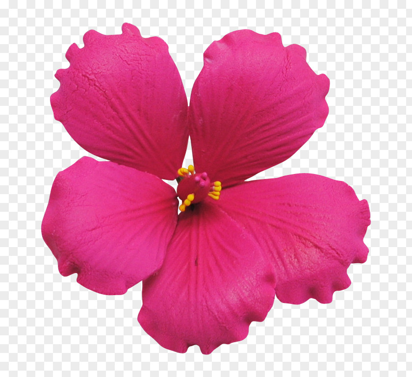 12 Kinds Of Flowers Shoeblackplant Pink Petal PNG