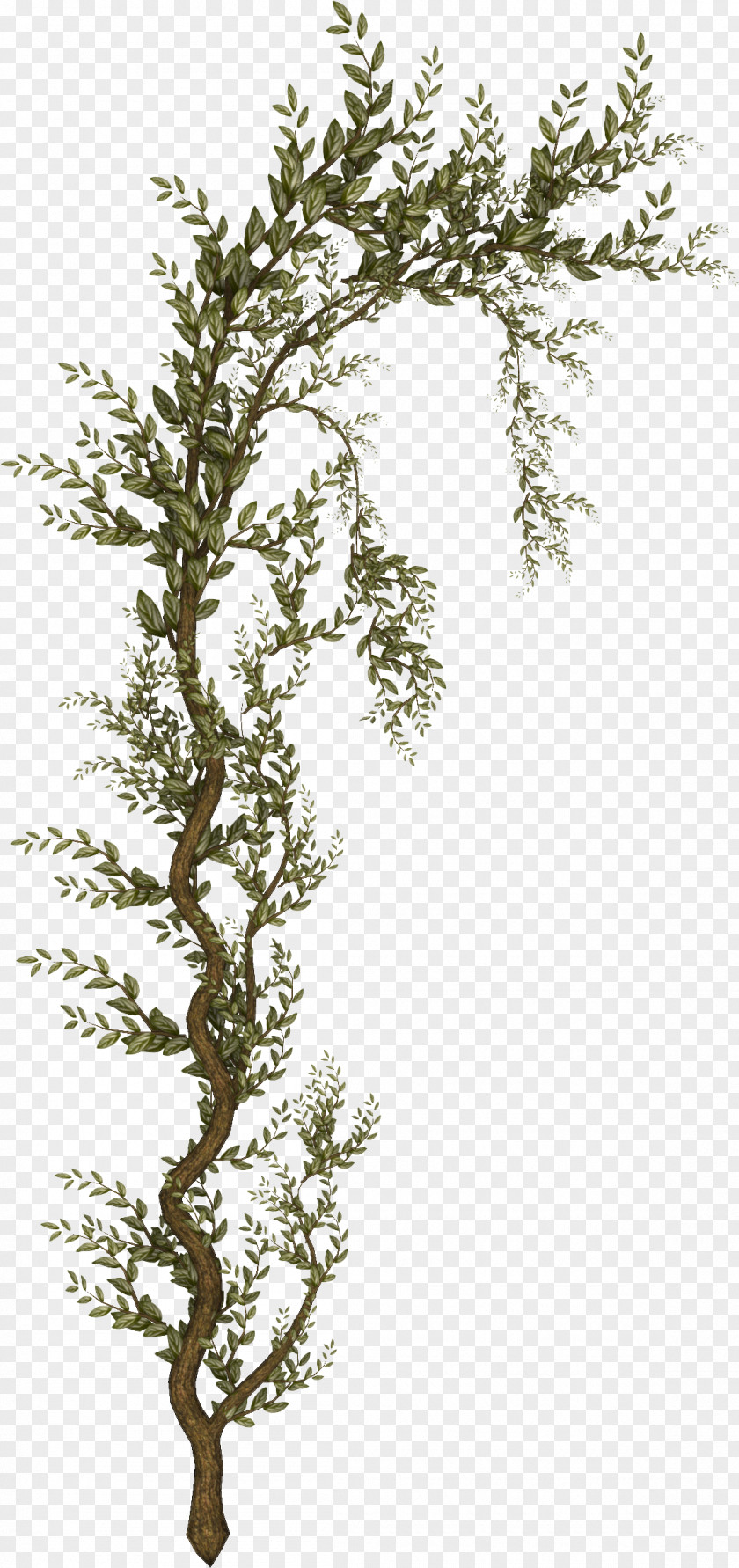 Branch Tree Shrub Raster Graphics Clip Art PNG