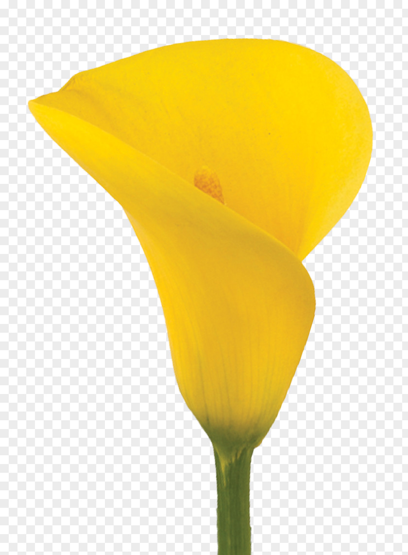 Callalily Arum-lily Yellow Lilium Flower PNG