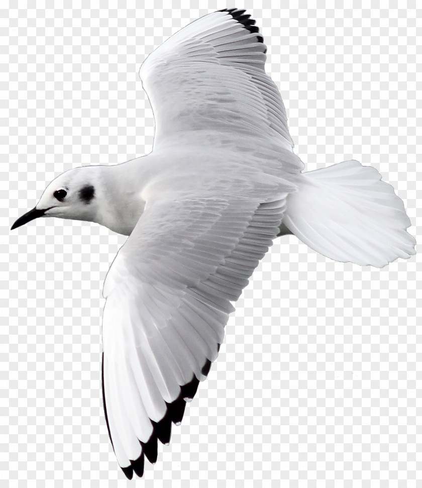 Gannet Franklin S Gull Cartoon Bird PNG