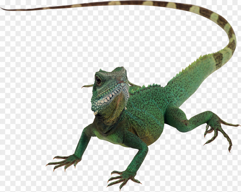 Lizard Reptile Chameleons Komodo Dragon PNG
