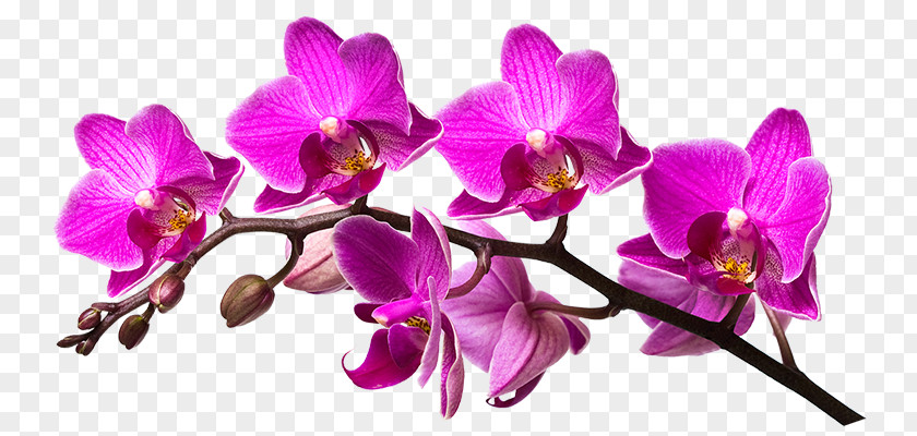 Purple Orchid Nail Art Aesthetics Dendrobium Cut Flowers PNG