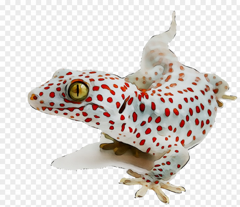 Reptile Lizard Tokay Gecko Wallpaper PNG