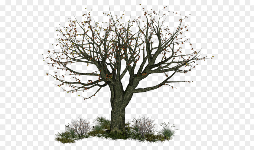 Tree Twig Branch PNG