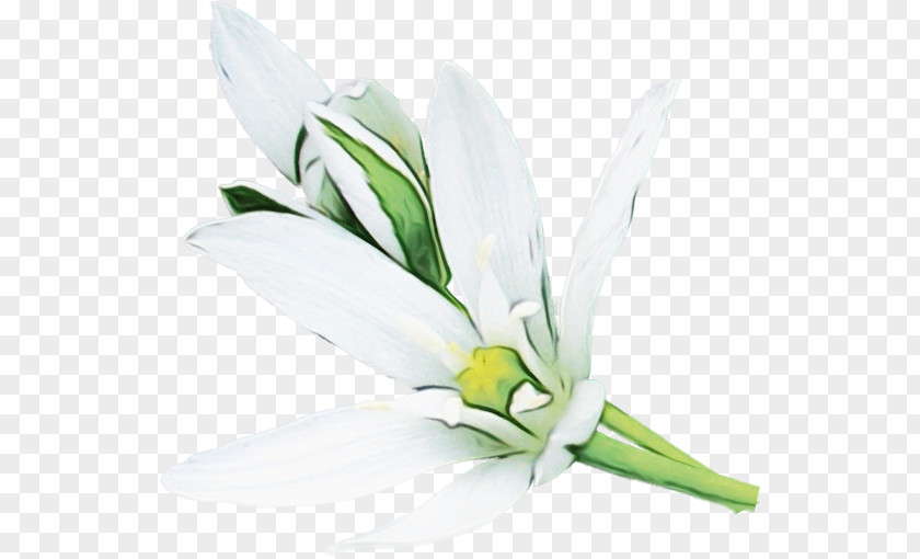 Cut Flowers Flower Petal Plants Science PNG