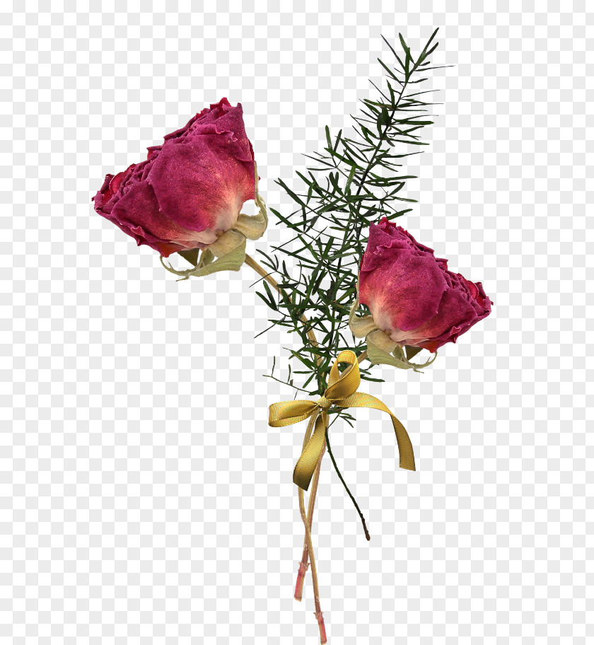 Flower Garden Roses Image Cabbage Rose Floral Design PNG