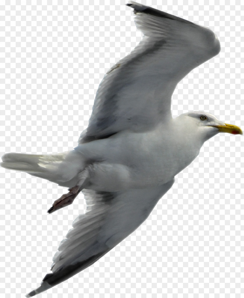 Gull Gulls Flight Bird PNG