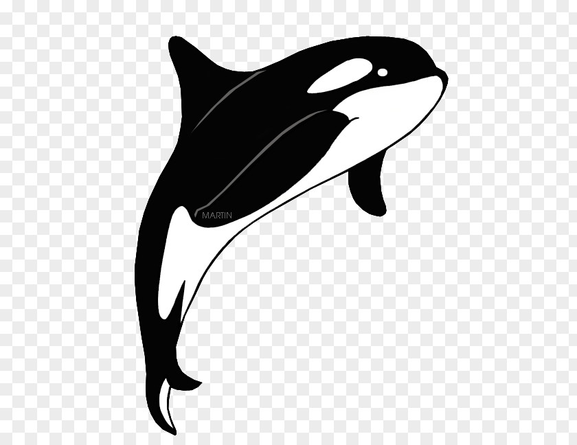 Killer Whale Clip Art The Orca Cetacea Image PNG