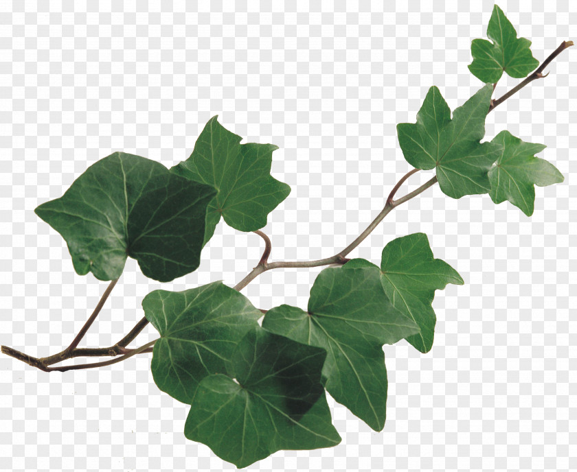 Plant Common Ivy Vine Drawing Chlorophytum Comosum PNG