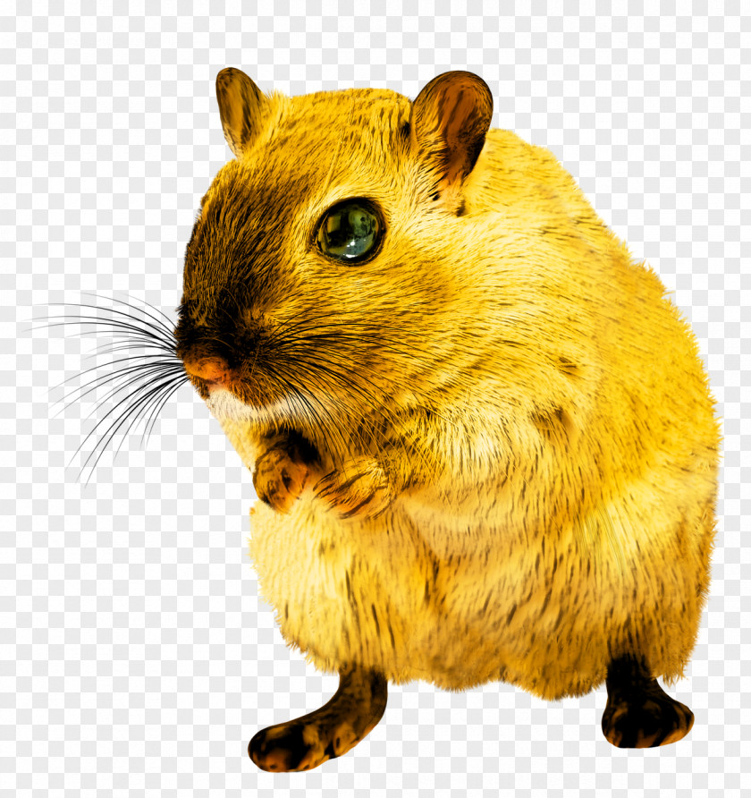 Rat Rodent PNG