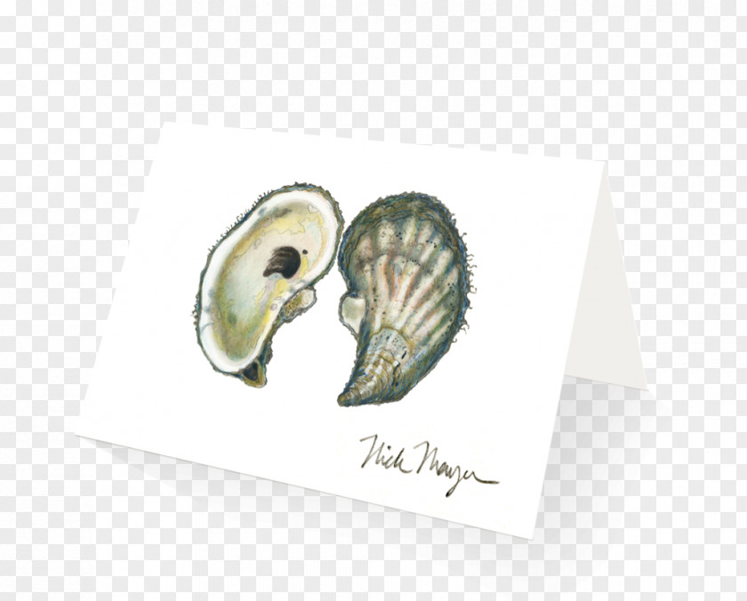 Seashell Eastern Oyster Pacific Scallop PNG