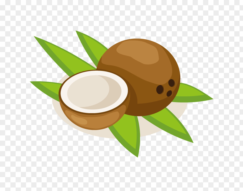 Vector Coconut Fruit Milk Clip Art PNG