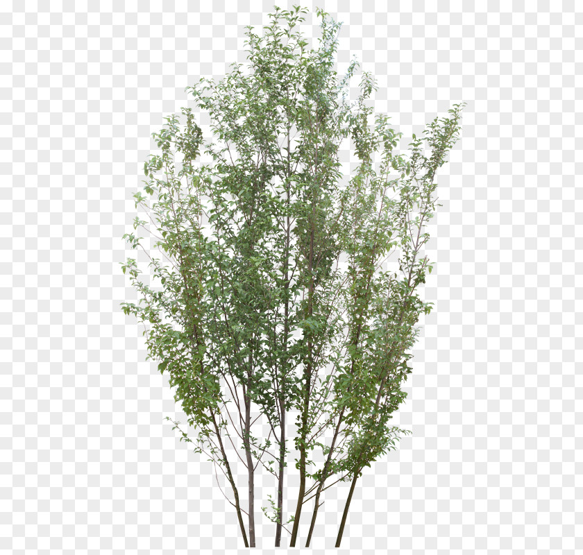 Arboles Tree PhotoScape Raster Graphics PNG