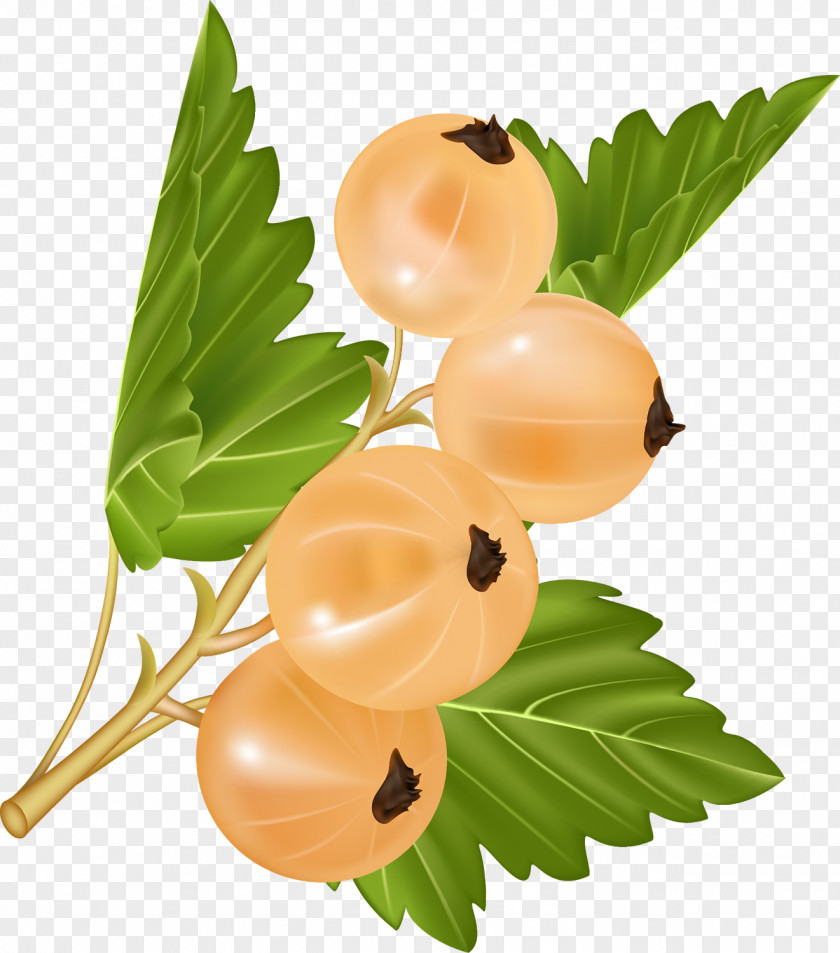 Berries White Currant Blackcurrant Redcurrant Fruit PNG