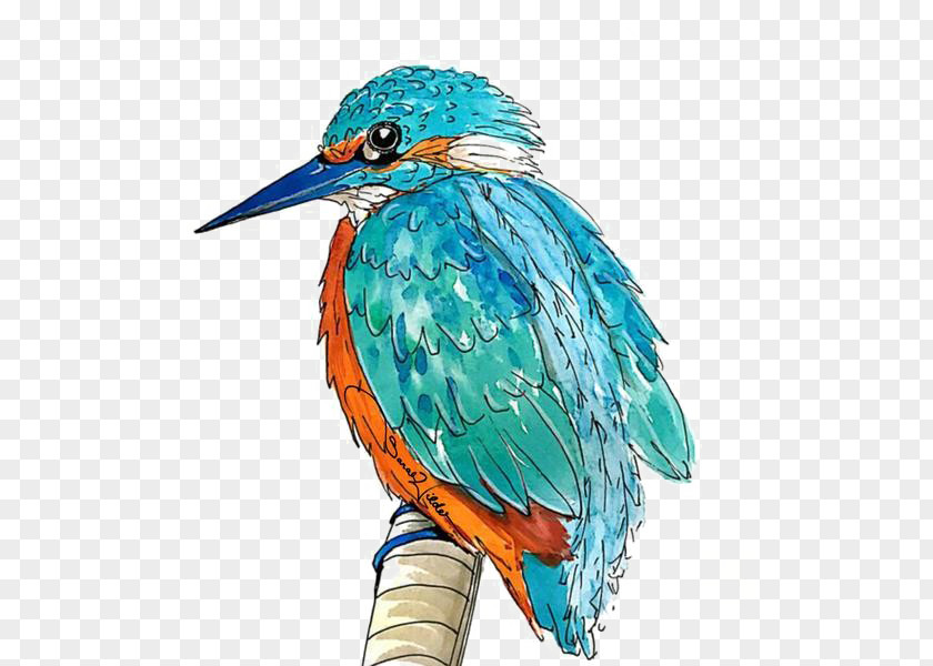 Bird Kingfisher Image Illustration PNG